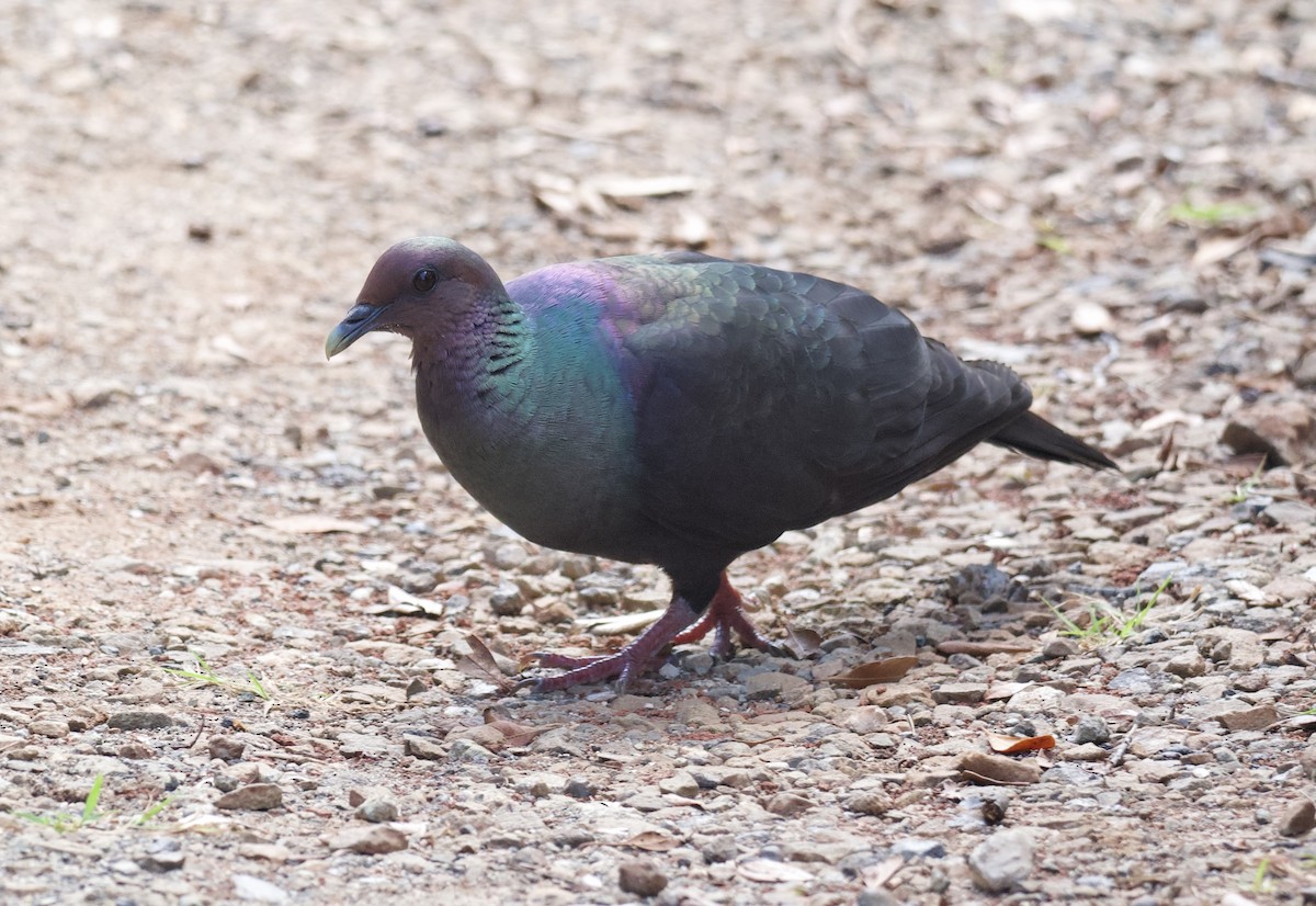 Pigeon violet - ML617410926