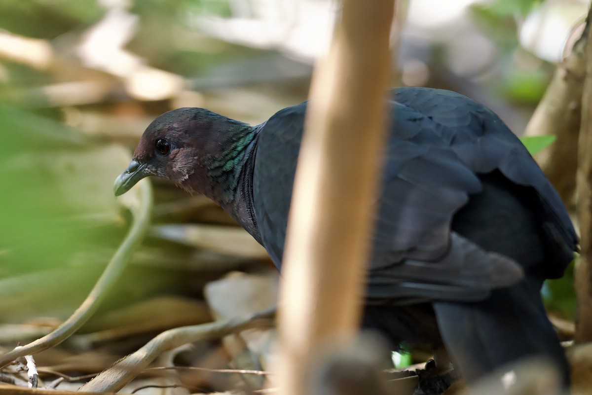 Black Wood-Pigeon - ML617410929
