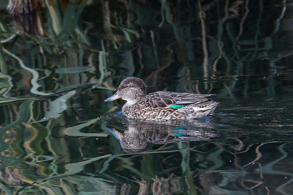Green-winged Teal - ML617410946