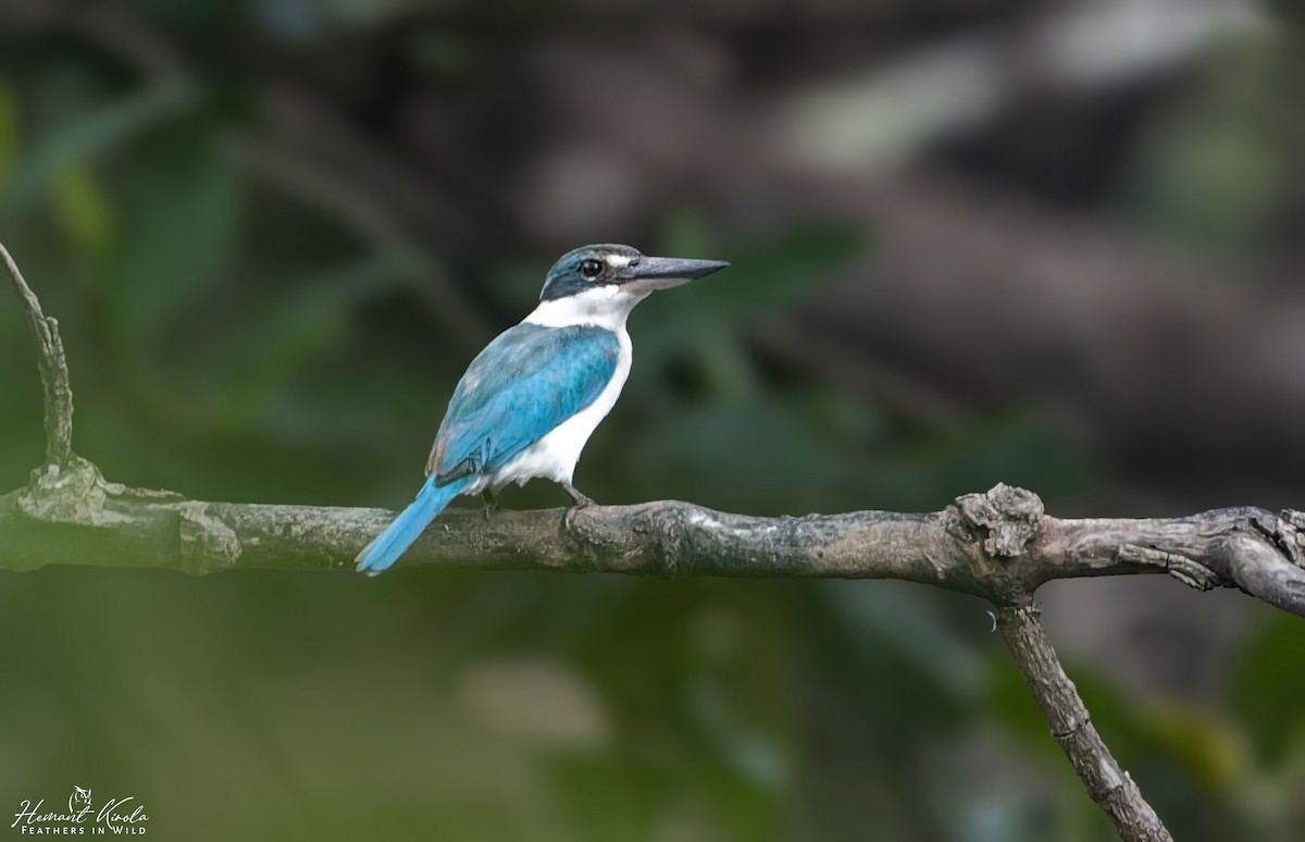 Collared Kingfisher - Hemant Kirola