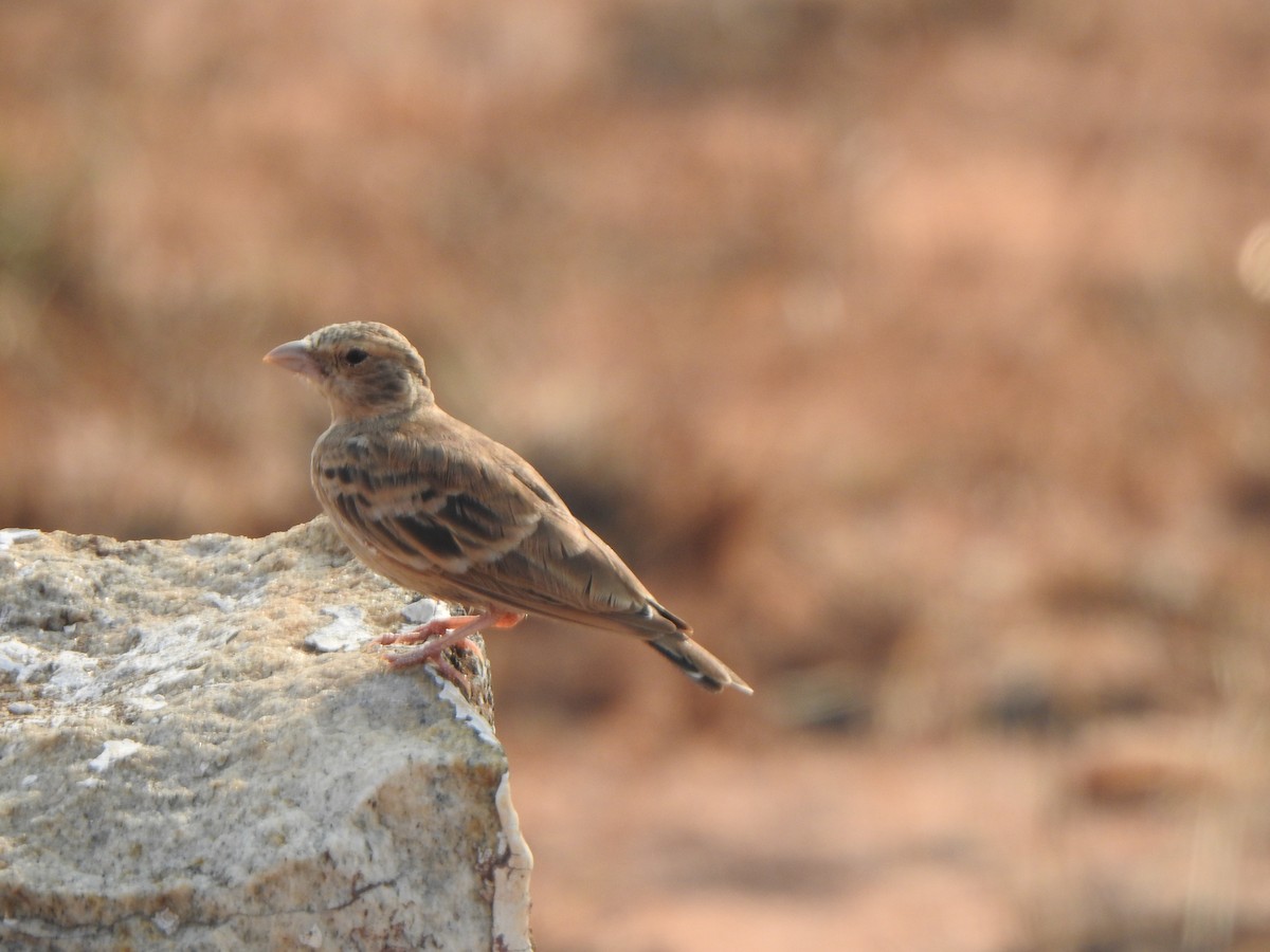 Ashy-crowned Sparrow-Lark - ML617410997