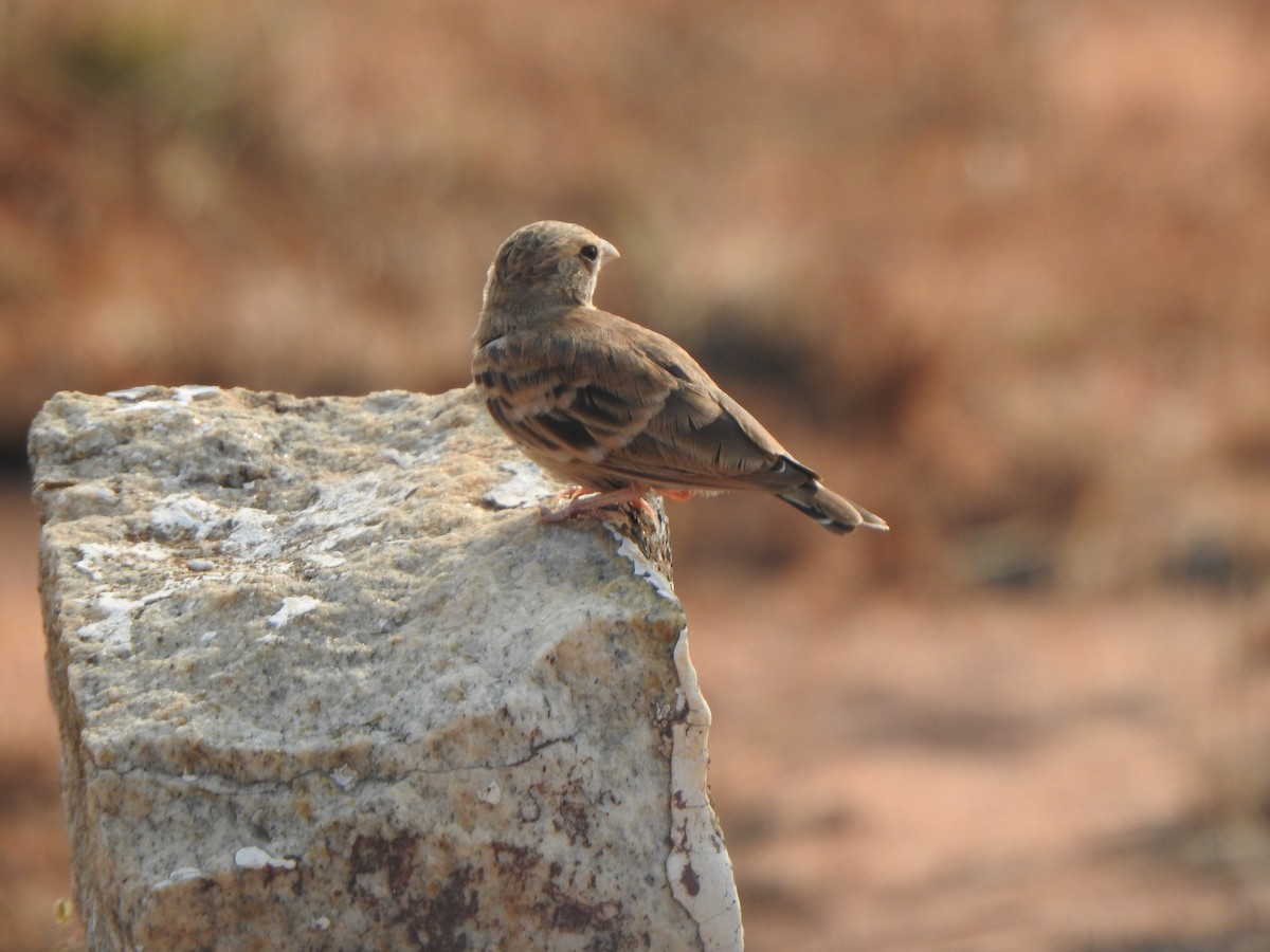 Ashy-crowned Sparrow-Lark - ML617410998