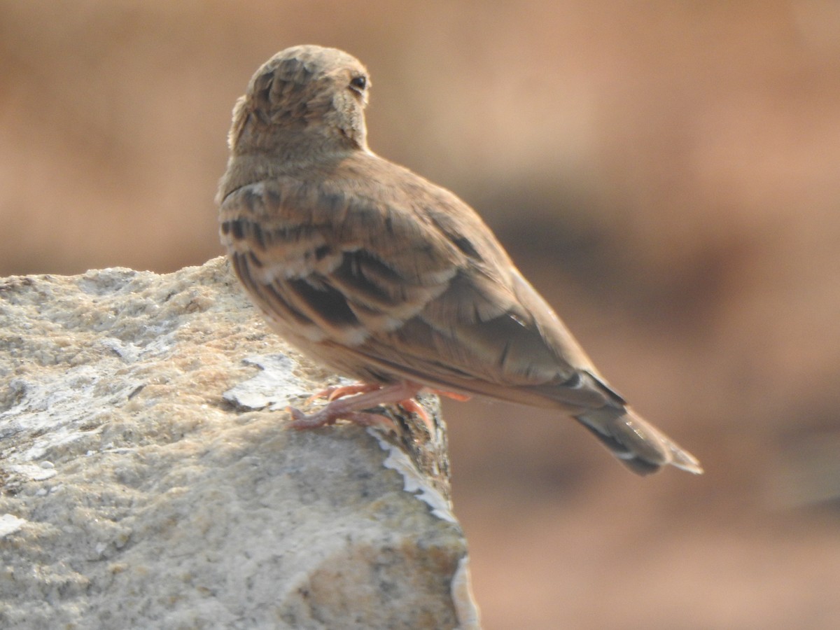 Ashy-crowned Sparrow-Lark - ML617410999