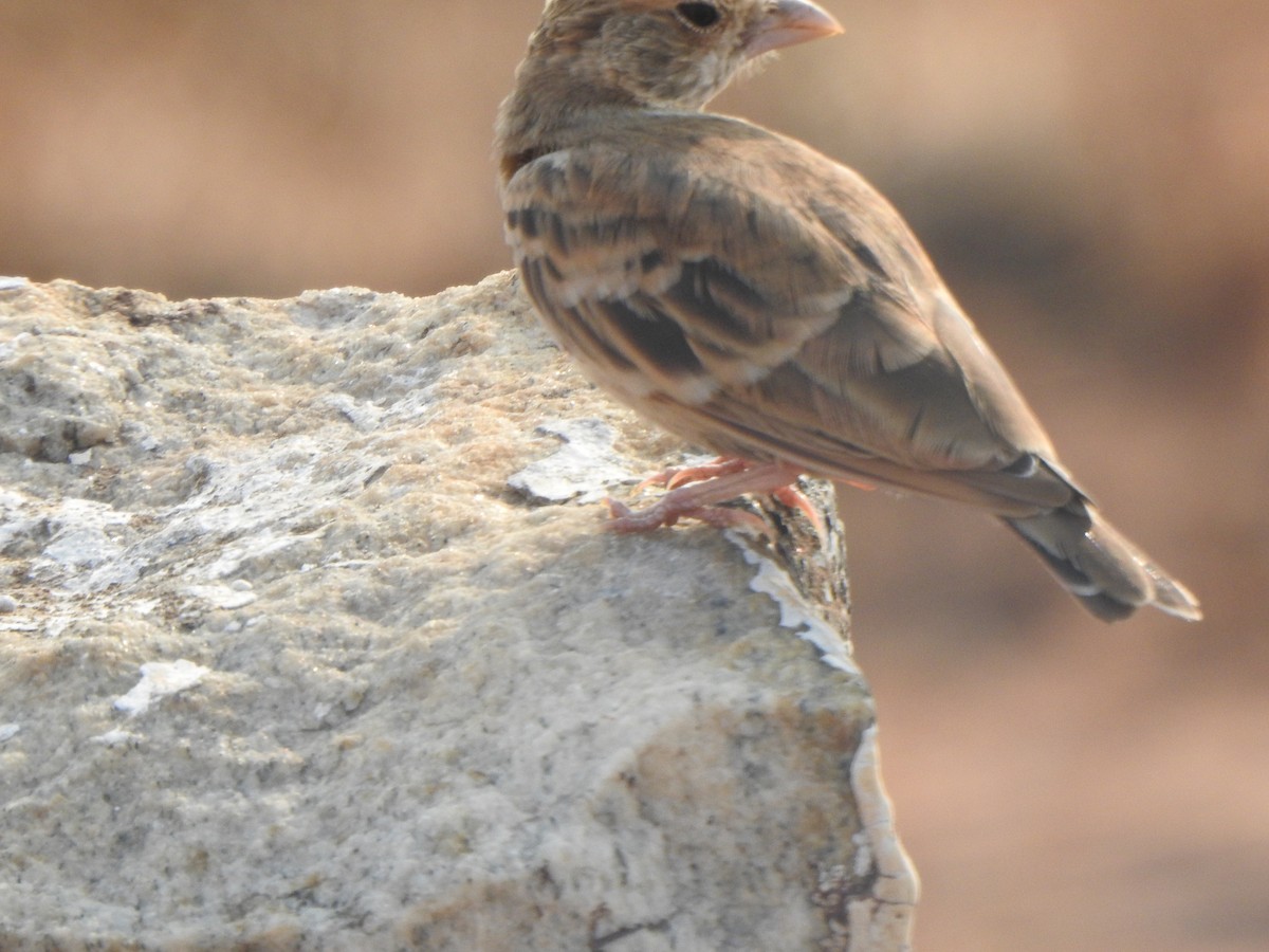 Ashy-crowned Sparrow-Lark - ML617411000