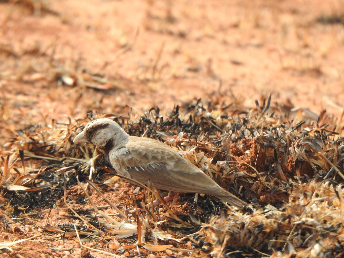 Ashy-crowned Sparrow-Lark - Arulvelan Thillainayagam
