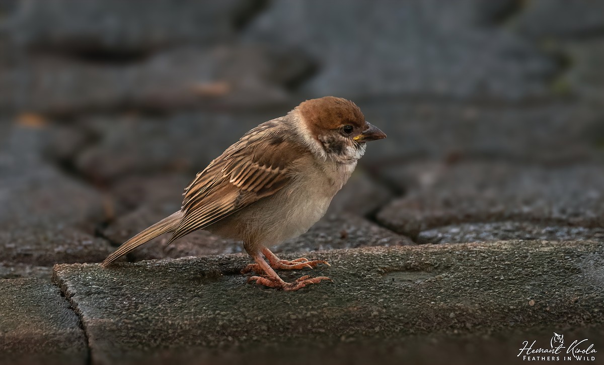 Eurasian Tree Sparrow - ML617411007