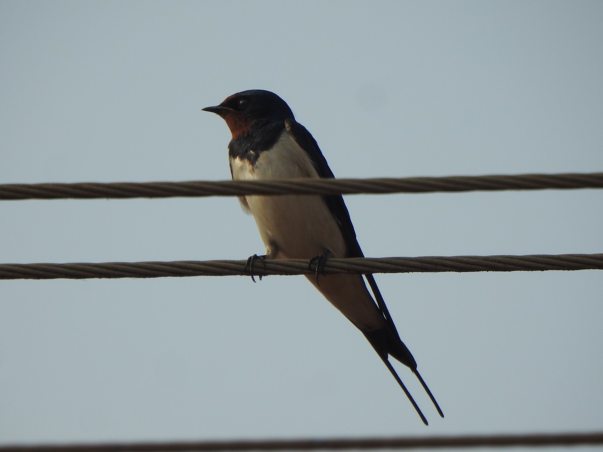 Barn Swallow - ML617411021