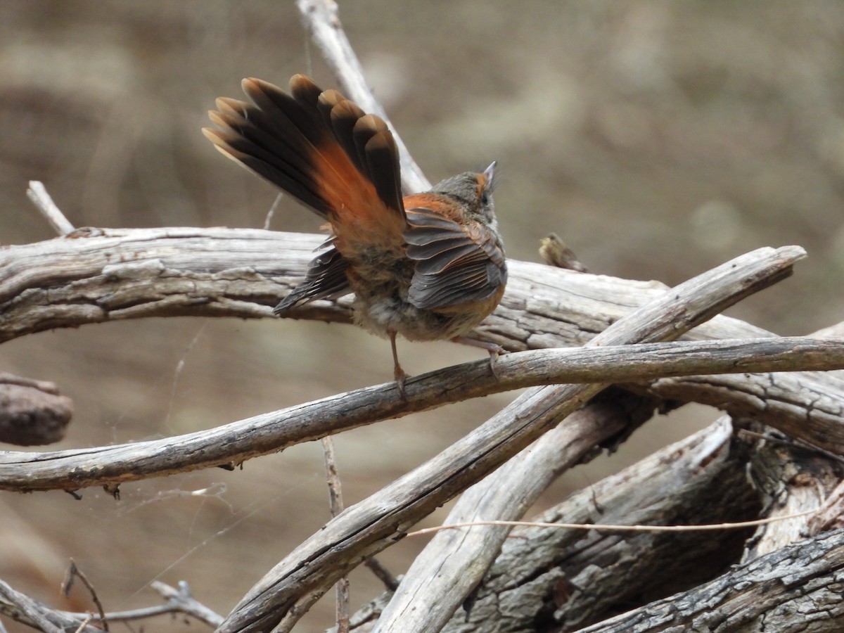 Australian Rufous Fantail - troy and karyn zanker