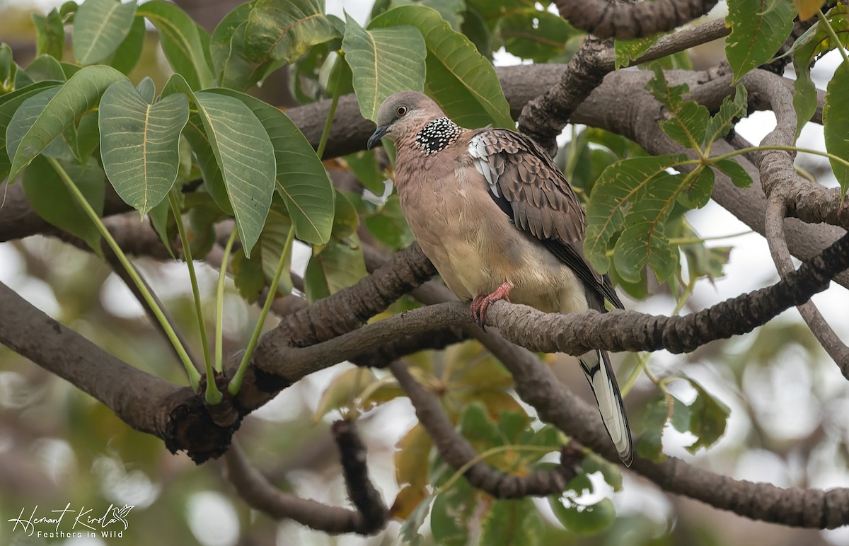 Spotted Dove - ML617411055