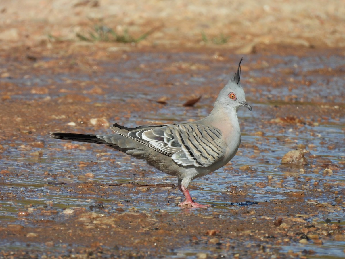 Crested Pigeon - ML617411095