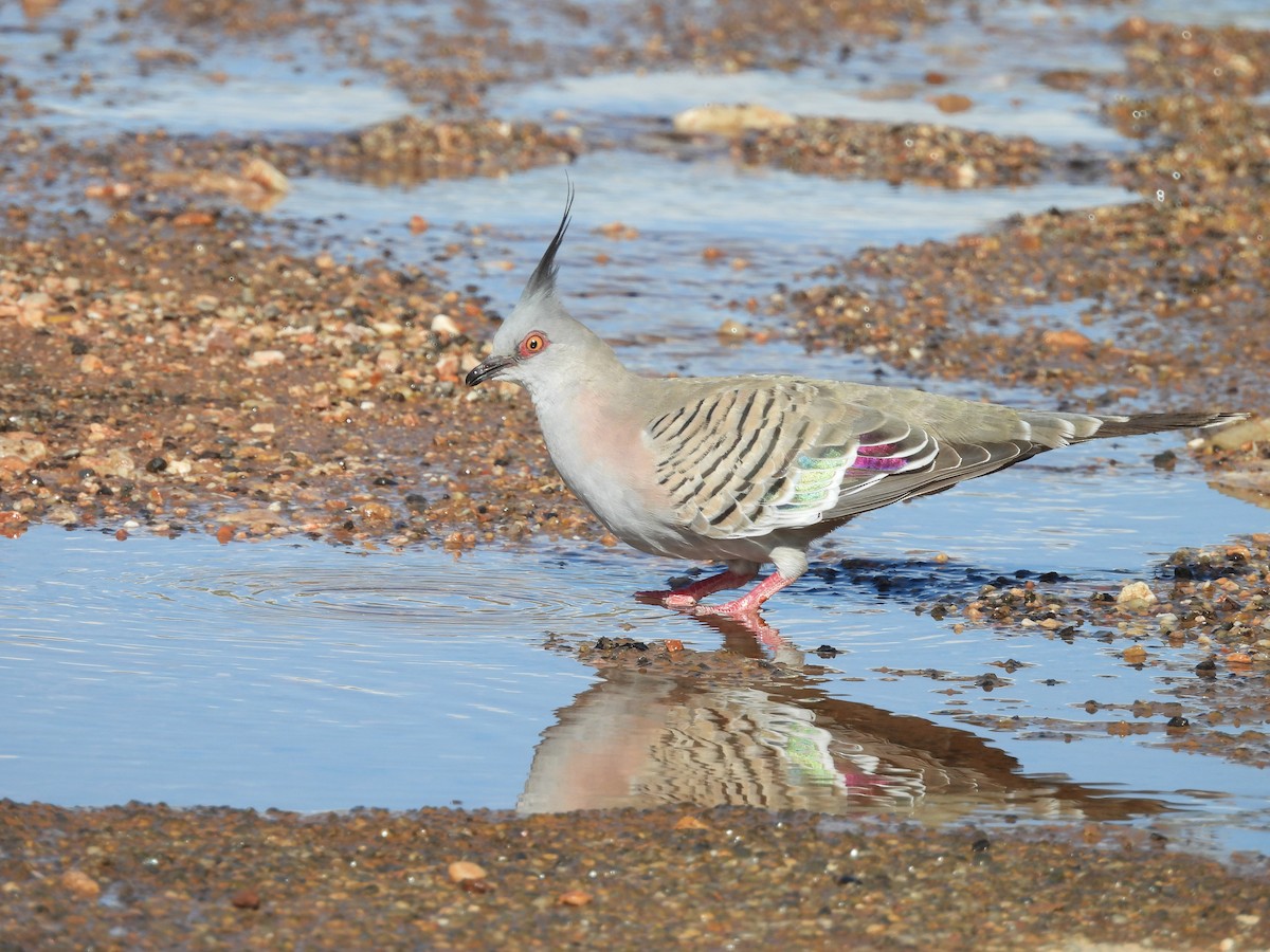 Crested Pigeon - ML617411098