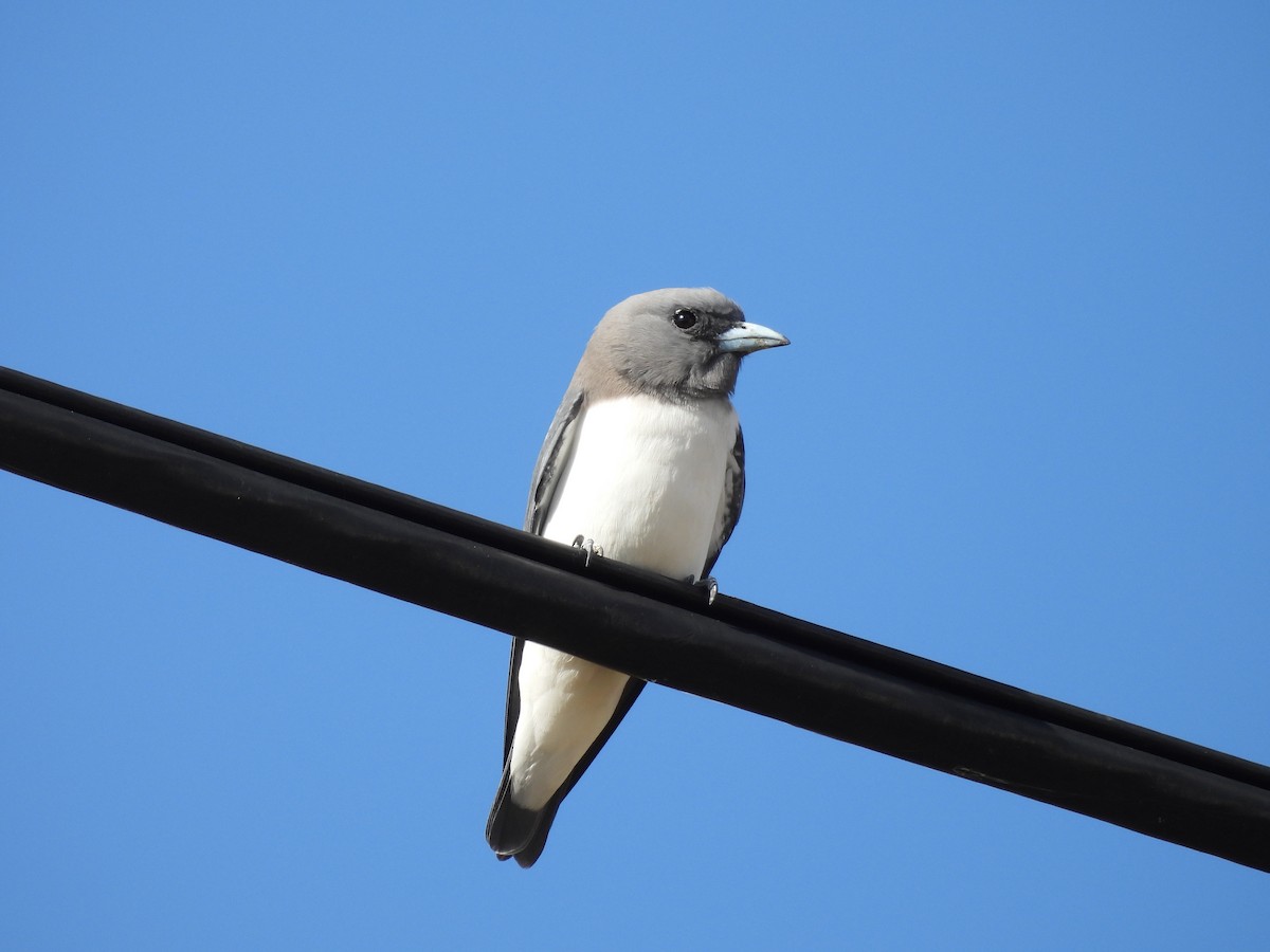 White-breasted Woodswallow - Chanith Wijeratne