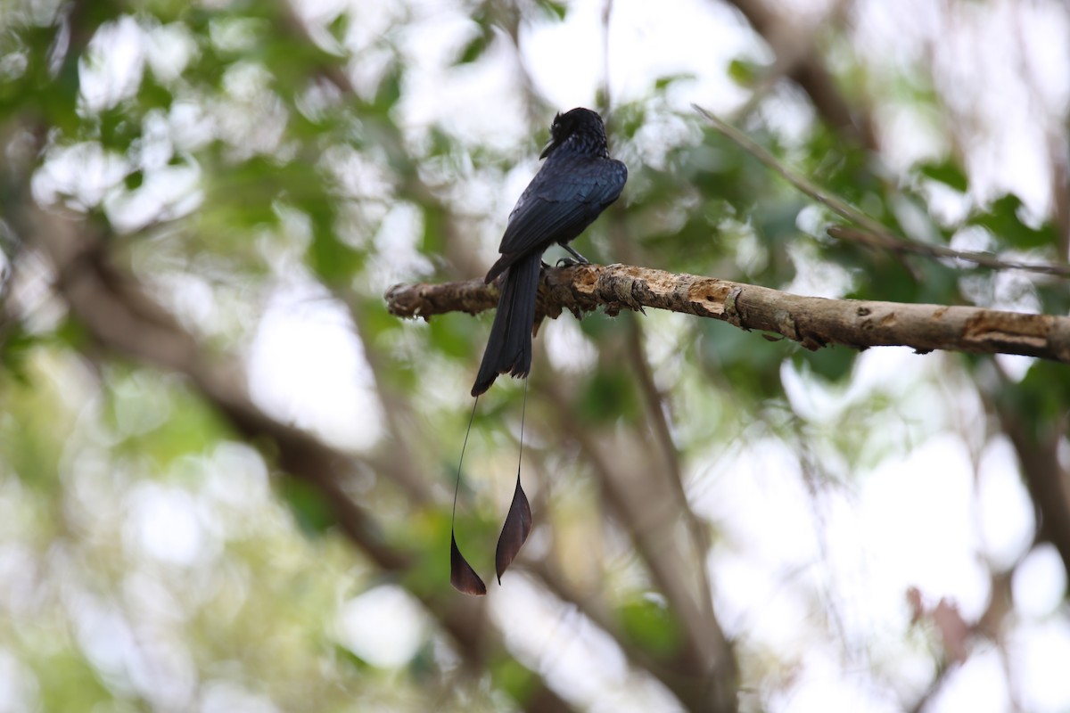Greater Racket-tailed Drongo - ML617411122