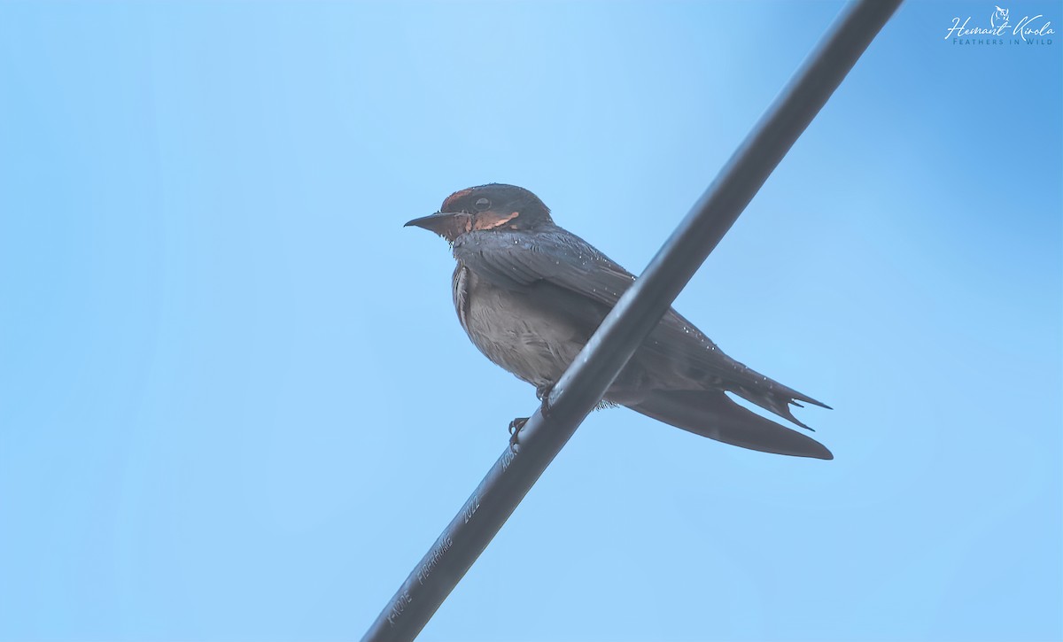Pacific Swallow - ML617411169