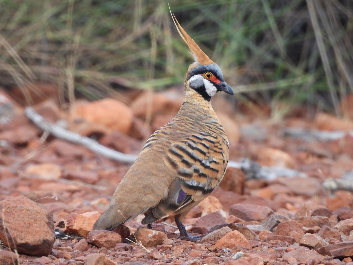 Spinifex Pigeon - ML617411187