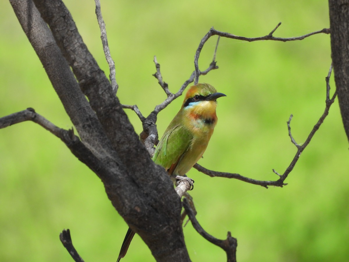 Rainbow Bee-eater - ML617411190