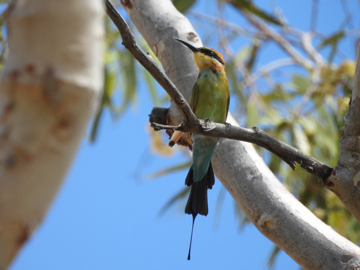 Rainbow Bee-eater - Chanith Wijeratne