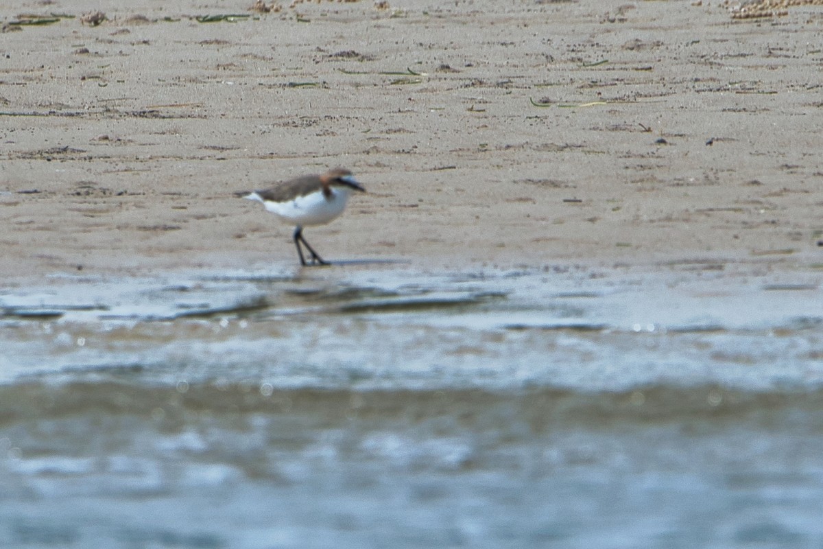 Red-capped Plover - ML617411233