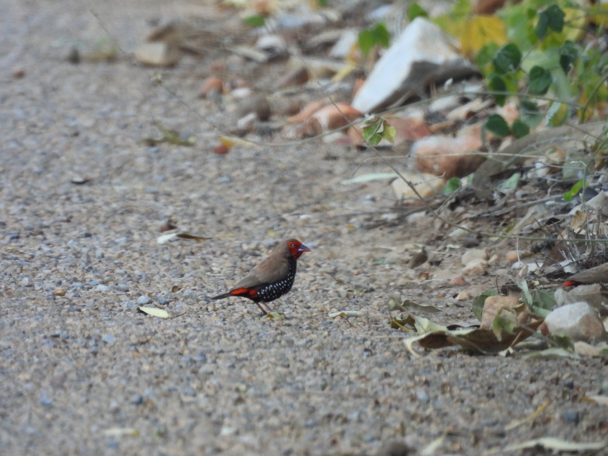 Painted Firetail - ML617411248