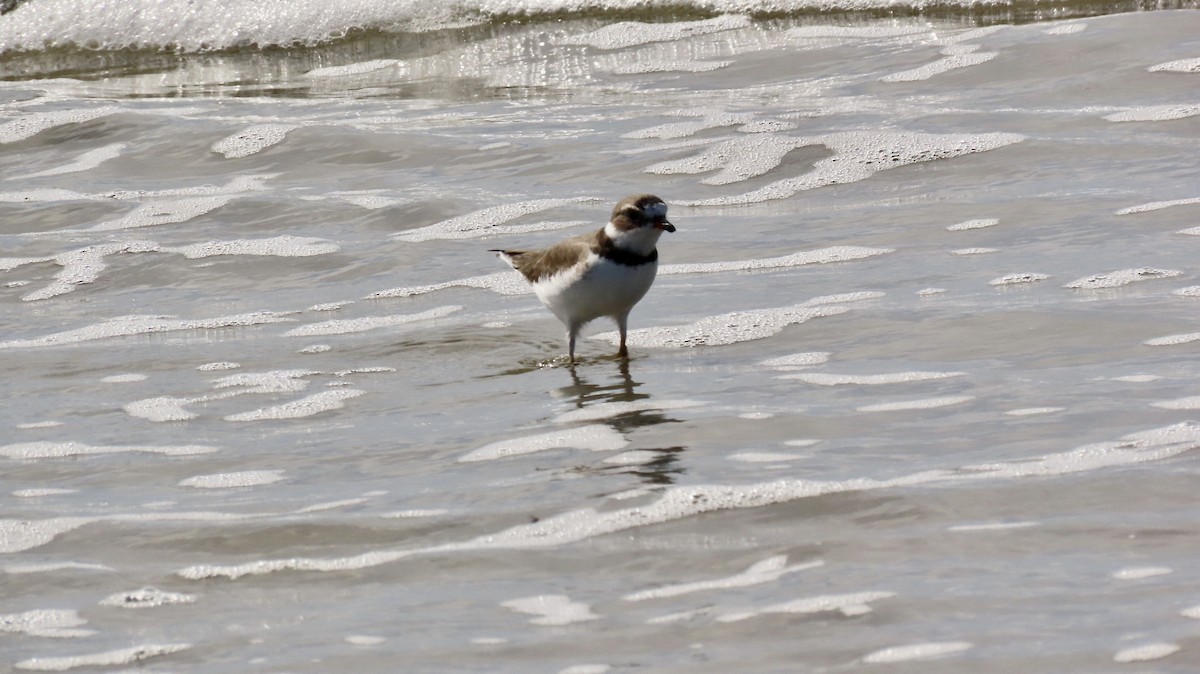 Semipalmated Plover - ML617411252