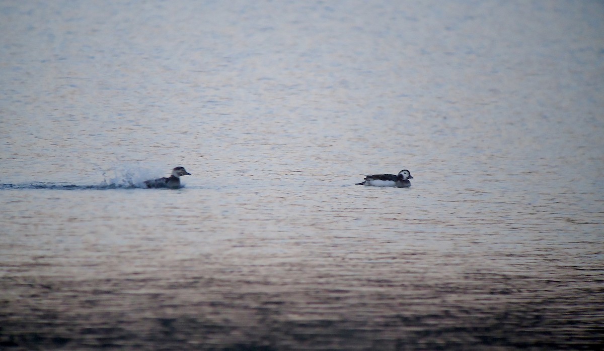 Long-tailed Duck - ML617411255