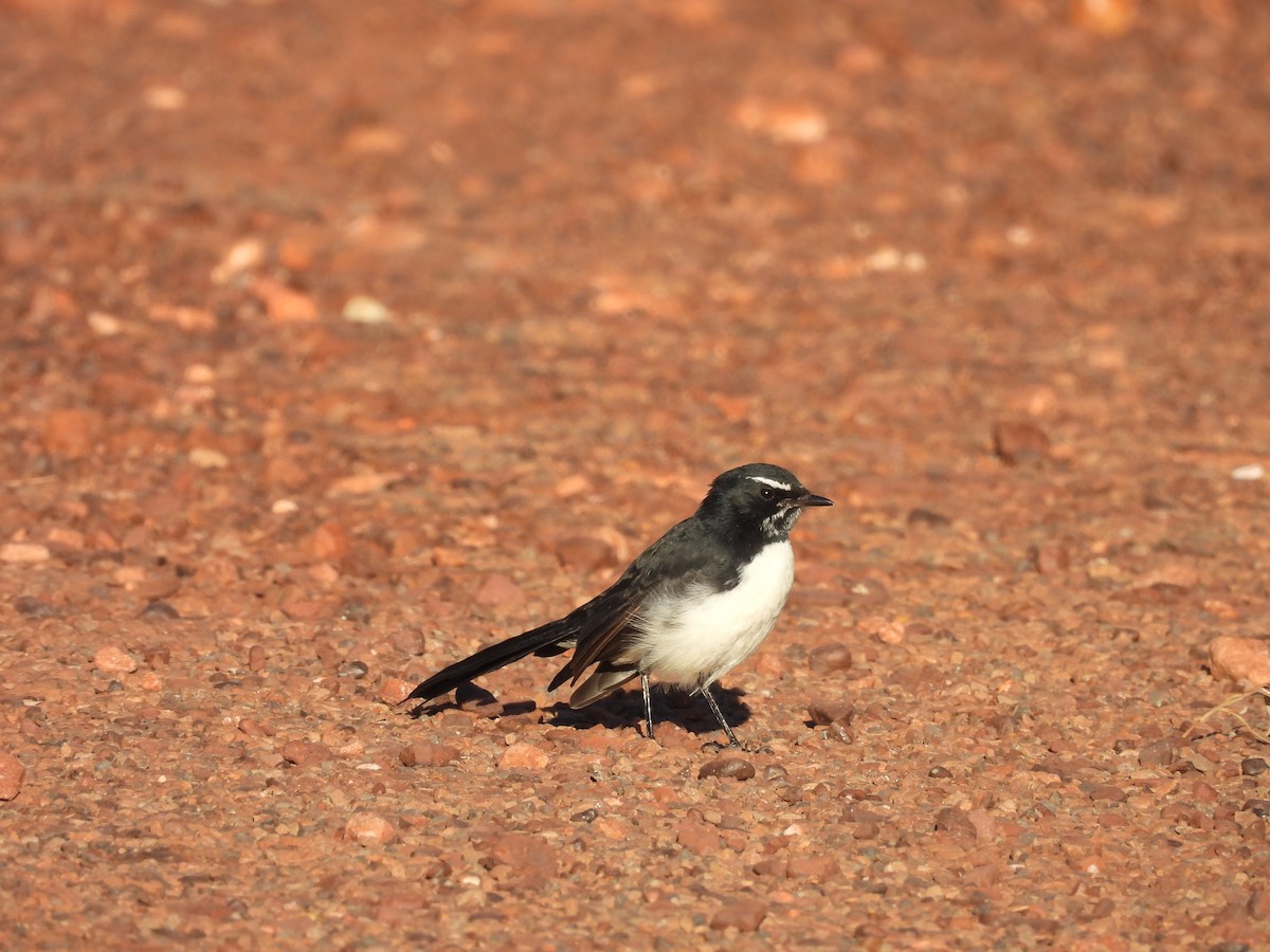 Willie-wagtail - ML617411269