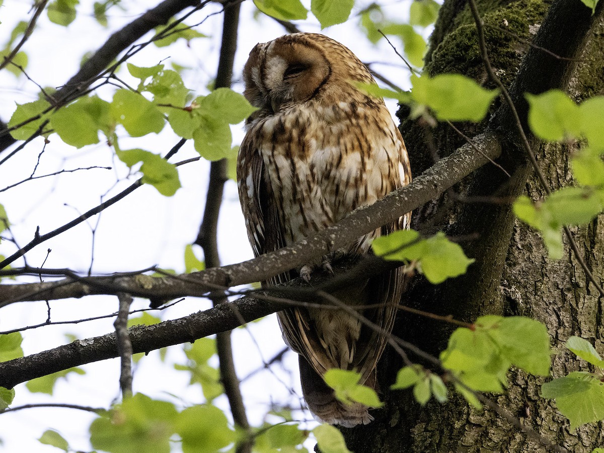 Tawny Owl - ML617411325