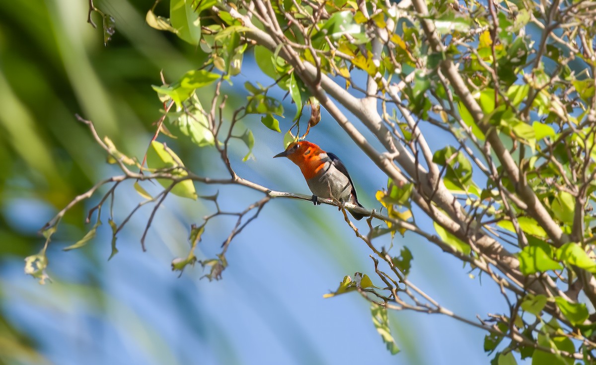Scarlet-headed Flowerpecker - ML617411387