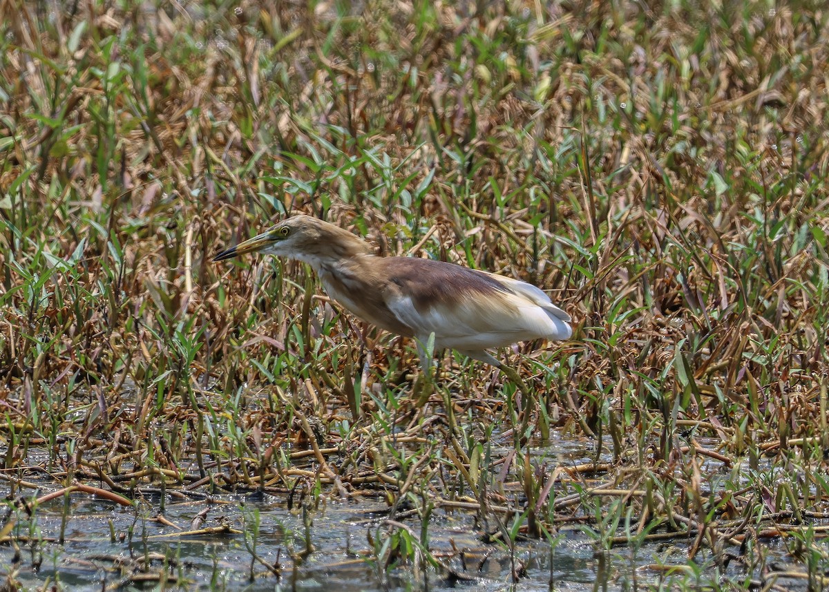 Indian Pond-Heron - Krit Adirek