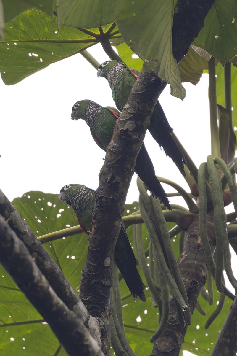 Maroon-tailed Parakeet - ML617411430