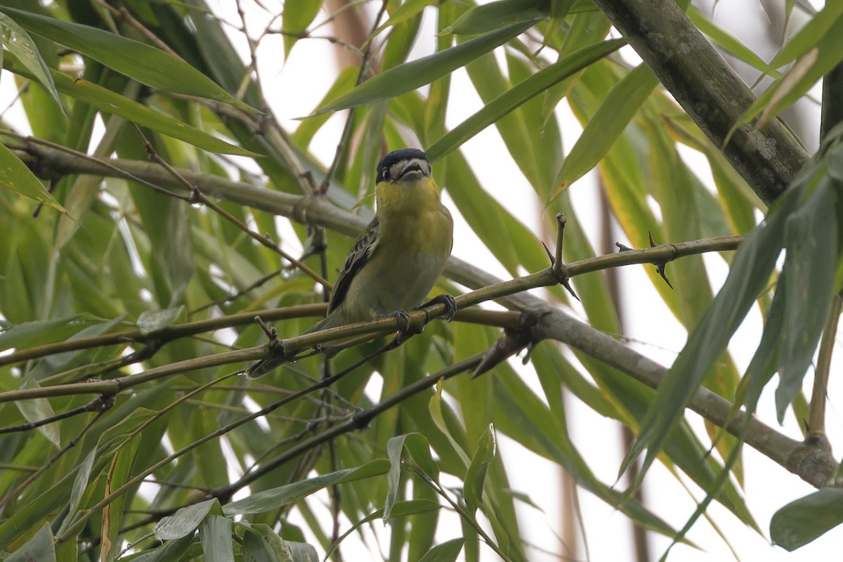 Green-backed Becard (Yellow-cheeked) - Michael Todd