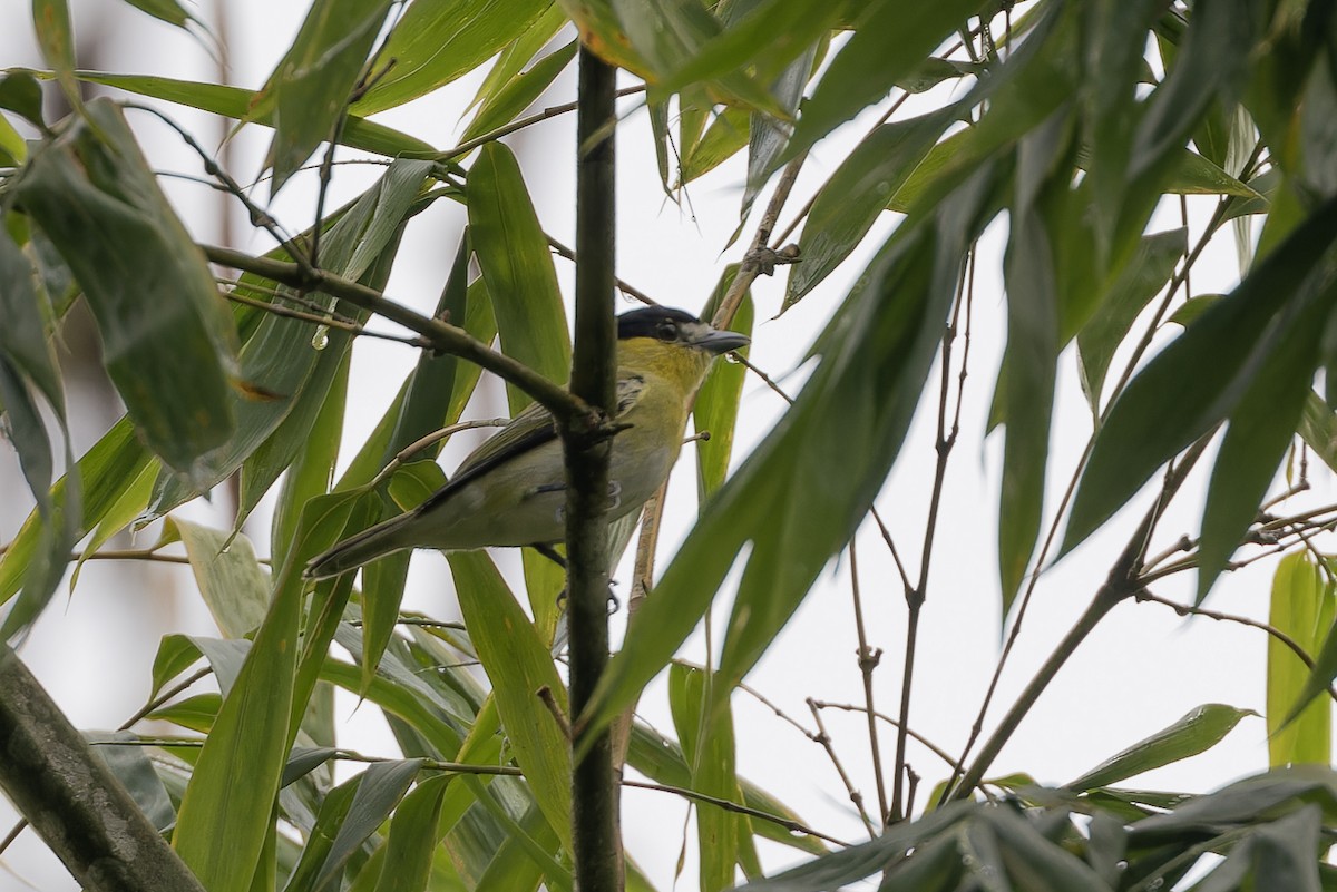 Green-backed Becard (Yellow-cheeked) - Michael Todd