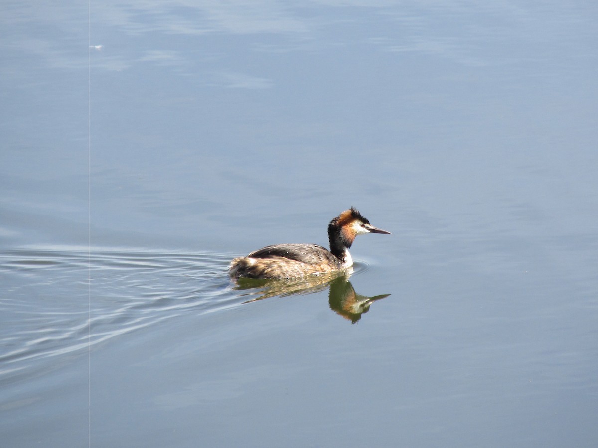 Great Crested Grebe - ML617411451