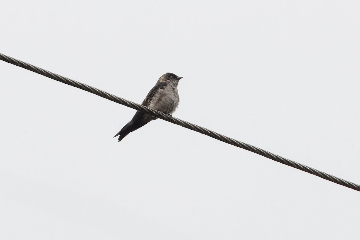 White-thighed Swallow - ML617411495