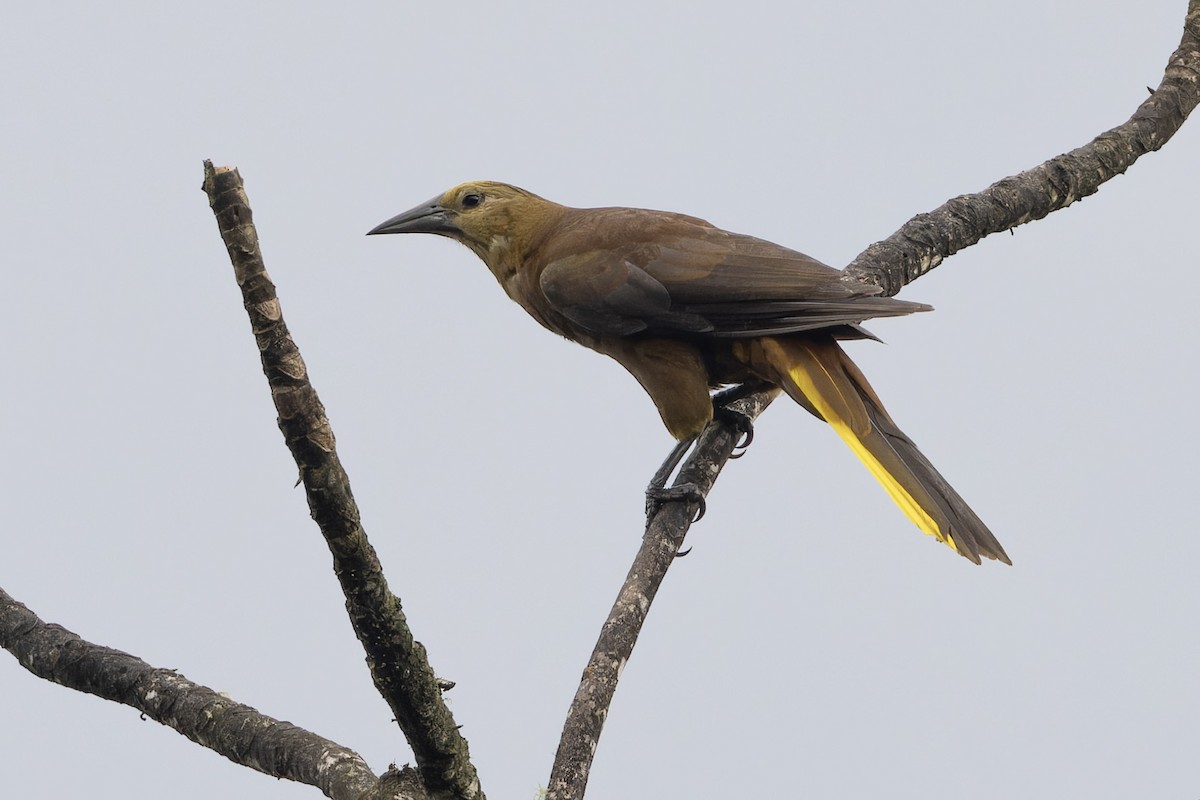 Russet-backed Oropendola - Michael Todd