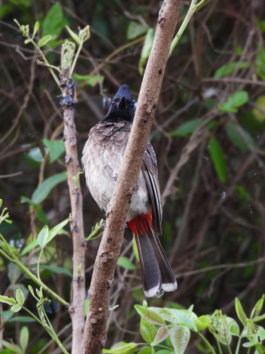 Red-vented Bulbul - ML617411498