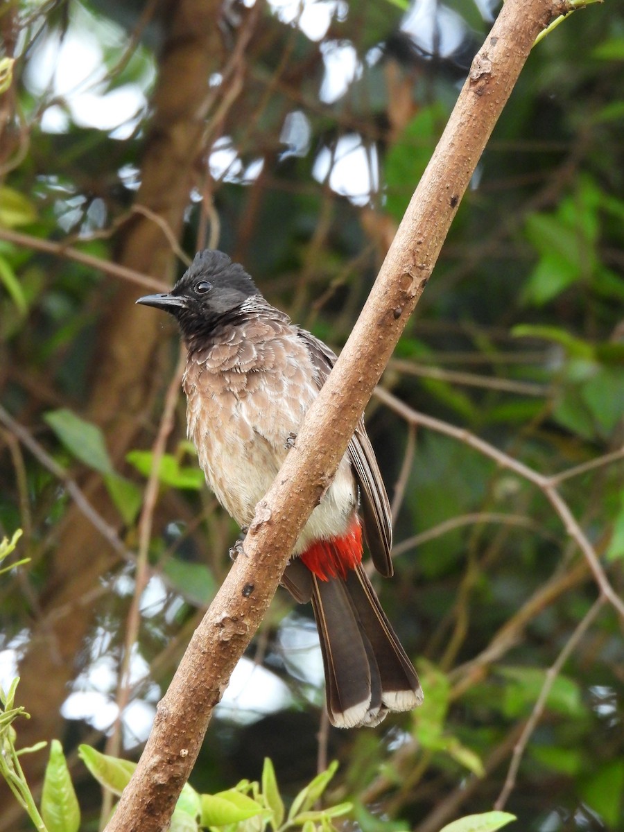 Red-vented Bulbul - ML617411502