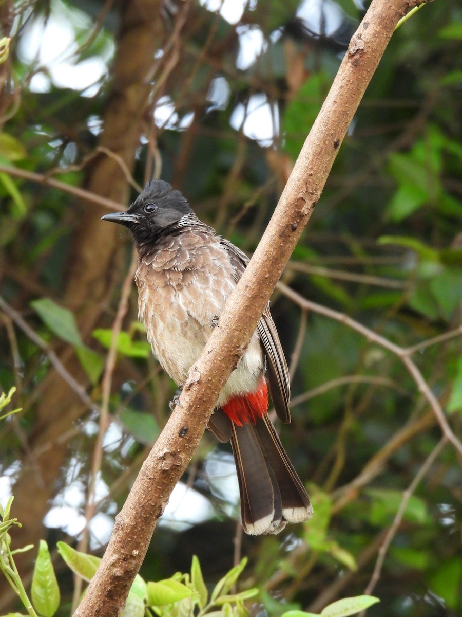 Red-vented Bulbul - ML617411503