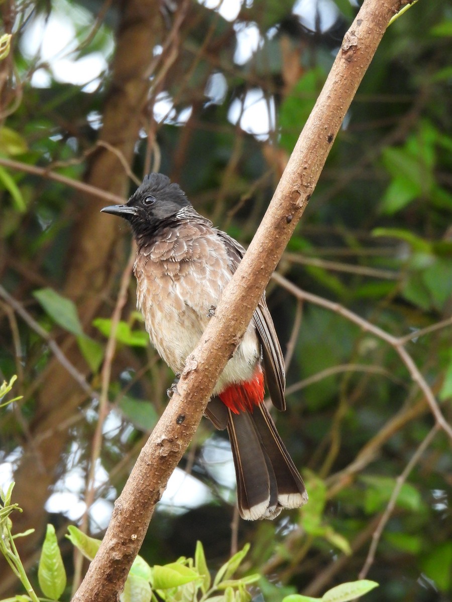 Red-vented Bulbul - ML617411504