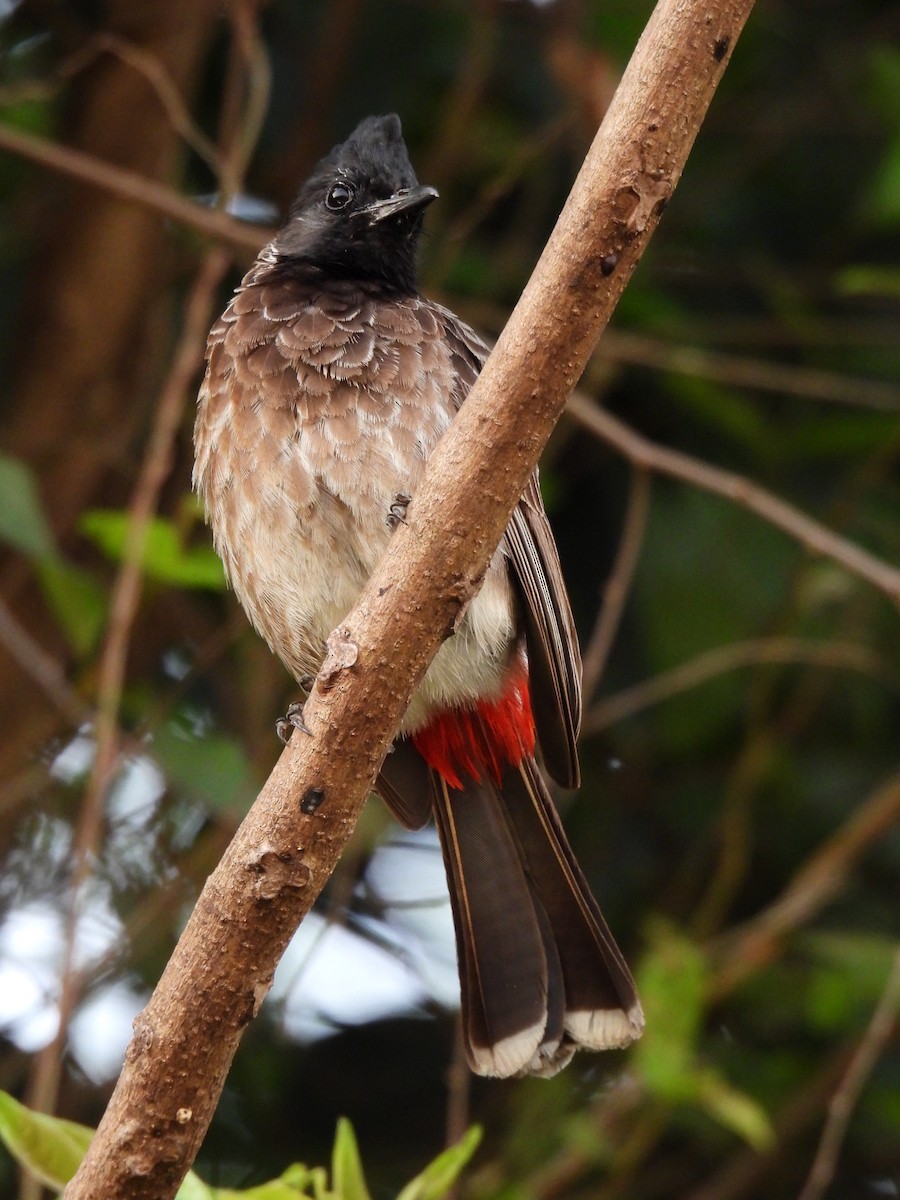 Red-vented Bulbul - ML617411505