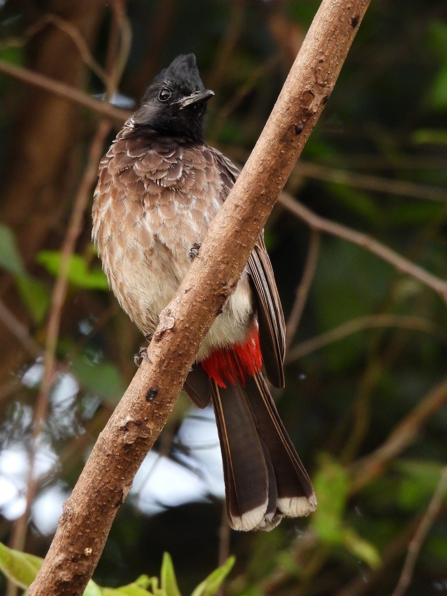 Red-vented Bulbul - ML617411506