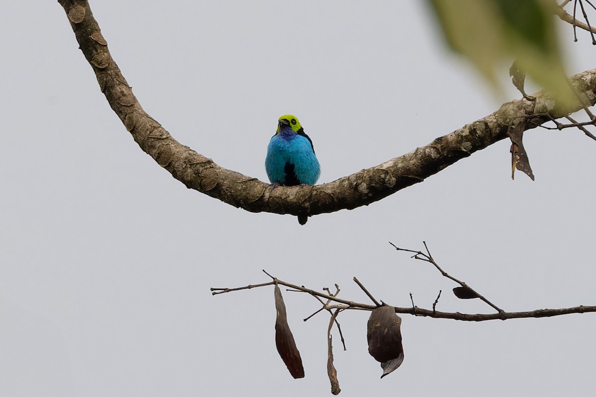Paradise Tanager - Michael Todd
