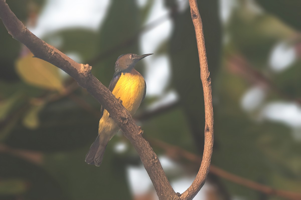 Brown-throated Sunbird - Hemant Kirola