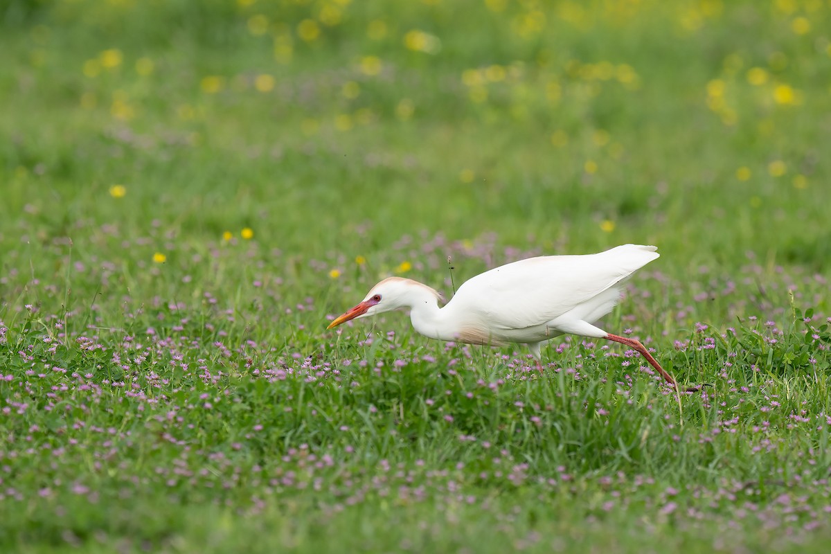 Western Cattle Egret - Mike Cameron