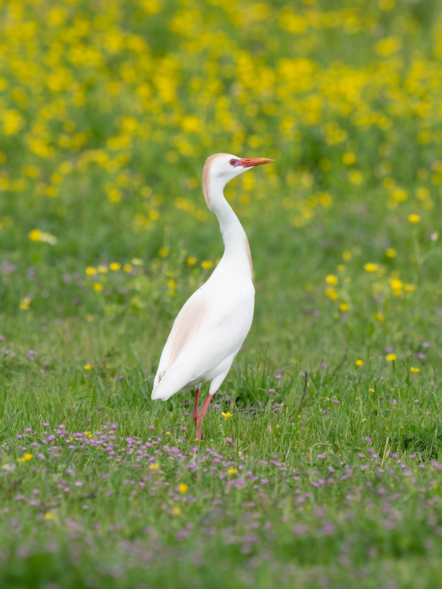 Western Cattle Egret - Mike Cameron
