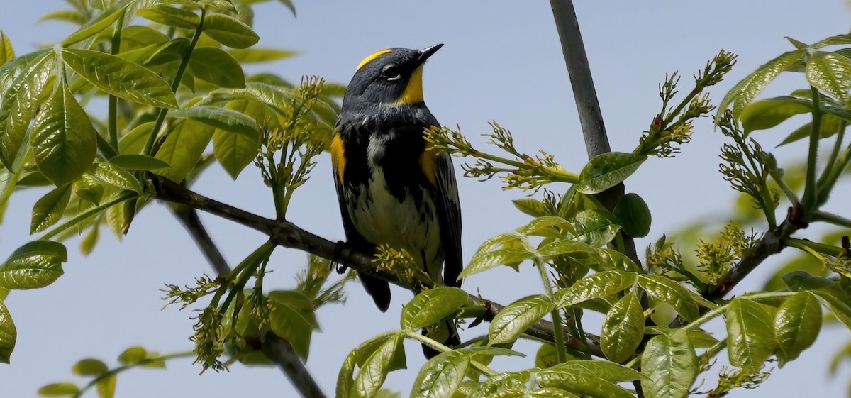Yellow-rumped Warbler (Audubon's) - ML617411699