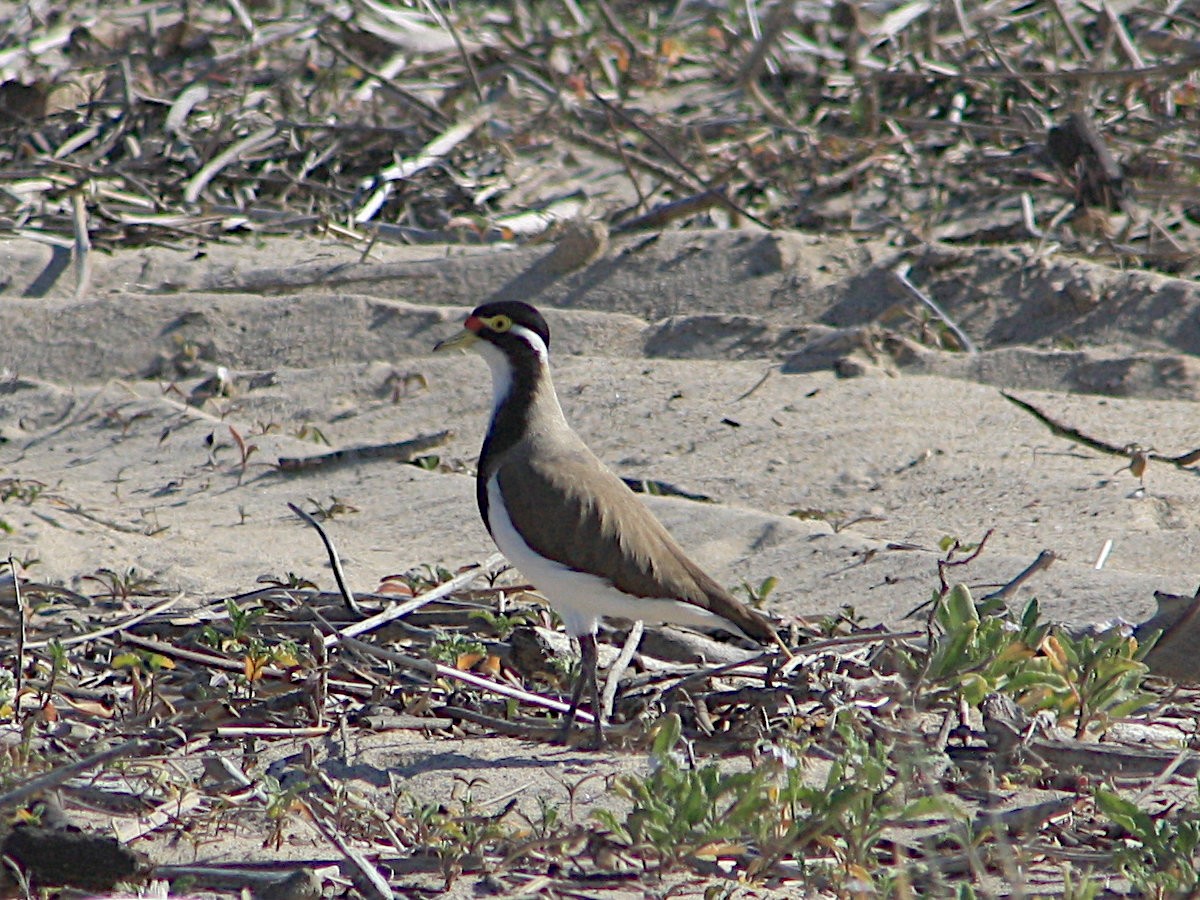 Banded Lapwing - ML617411710