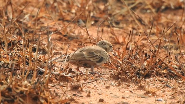 Ashy-crowned Sparrow-Lark - ML617411715