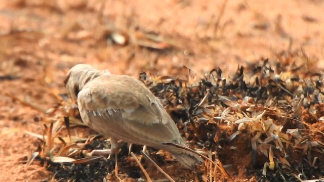 Ashy-crowned Sparrow-Lark - ML617411716