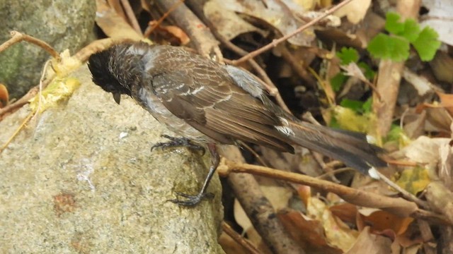 Red-vented Bulbul - ML617411769